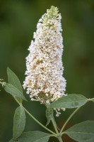 Buddleia 'Buzz Ivory' - Butterfly bush