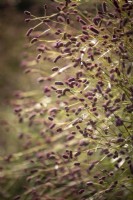 Sanguisorba officinalis - Great Burnet