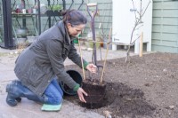 Woman planting apple tree 'Egremont Russet'