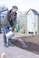 Woman watering apple 'Egremont Russet'