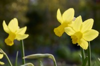 Narcissus 'Mother Duck'