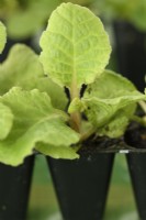 Primula primrose small plug plants in plastic packaging for postal delivery  September