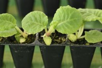 Primula polyanthus small plug plants in plastic packaging for postal delivery  September