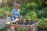 Woman creating mixed vegetable raised bed with lettuces and kohlrabies.