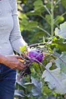 Harvesting purple kohlrabi.