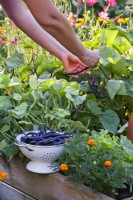 Woman harvesting purple bean 'Trionfo Violetto Nano' from raised bed.