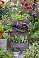 Wooden containers planted with kohlrabi, chicory and lettuce.