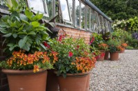 Summer containers against a glasshouse at Morton Hall Gardens with dahlia, nemesia, and Salvia 'Royal Bumble'.