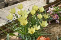 Tulipa linifolia Batalinii Group 'Yellow Jewel' - April