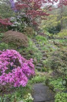 Azalea 'Hinomayo' in the sunken garden at Winterbourne Botanic Garden, april