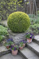 Buxus ball on plinth next to steps at Winterbourne Botanic Garden, April