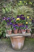 Arrangement of pots of violas and grasses at Winterbourne Botanic Garden - April