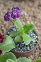 Primula auricula 'Lizzie Files' - May