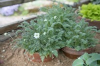 Erodium cheilanthifolium 'David Crocker' - May