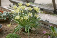Tulipa linifolia 'Batalinii Group 'Yellow Jewel', May