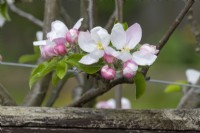 Malus domestica Apple 'Discovery' trained as an espalier blossom