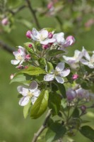 Malus domestica Apple 'Golden Delicious' blossom