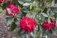 Rhododendron 'Markeeters Prize'
