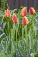 Tulipa Tulip 'Apledoorn Elite'