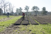 Woman and man with wheelbarrow preparing no-dig market garden with soil.