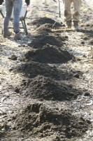 Heaps of soil in a row. People dividing the soil with rake and wheelbarrow.
