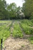 Overview of no-dig garden with vegetables in a row.
People harvesting.