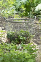 Metal basket in the no-dig garden.