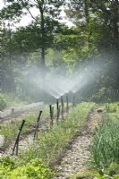 Automatic irrigation on a row at the vegetable no-dig garden.