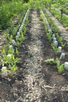 Vegetables under plastic cups in row in no-dig garden.