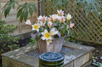 Tulipa 'The First' growing in a galvanised metal container on a block plinth behind a black marble water feature