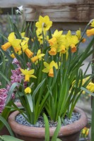 Narcissus 'Jetfire' at Winterbourne Botanic Garden