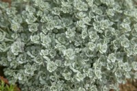 Sedum spathulifolium 'Cape Blanco' - May