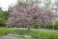 Prunus 'Kanzan' at Winterbourne Botanic Garden - May