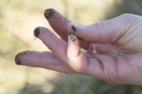 Showing the quality of soil of the no-dig garden on the tip of the fingers.