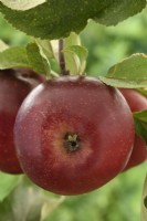 Malus domestica  'Elstar'  Apple  September