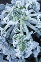 Brassica oleracea  Italica Group  'Early Purple Sprouting'  Frost on broccoli leaves  January