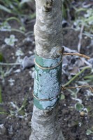 Frost on glue grease band round apple tree  January