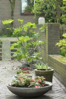Fig plant in ground surrounded by paving, in foreground are Begonias and Pelargoniums.