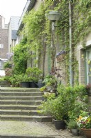 Facades of town houses overgrown with climbing plants and several container planting.