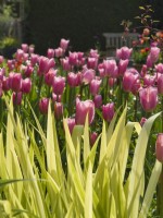 Iris 'Aichi-No-Kagayaki' leaves with pink tulips