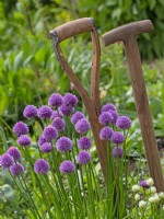 Allium schoenoprasum 'Forescate'  in garden setting with long-handled wooden shafts T-shaped and Y-shaped handles fork and spade  May