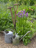 Allium schoenoprasum 'Forescate'  in garden setting with  vintage long-handled wooden metal T-shaped Y-shaped fork and spade hand tools and watering cans May