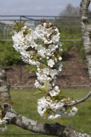 Prunus avium Cherry 'Sylvia'