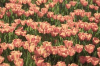Tulipa Tulip 'Annie Schilder' 