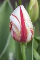 Tulipa Tulip 'Grand Perfection' closed bud