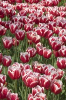 Tulipa Tulip 'Leen Van de Mark'