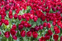 Tulip Tulip 'Pollada'
