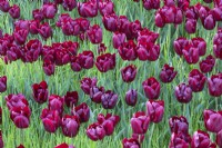 Tulipa Tulip 'Mascara'