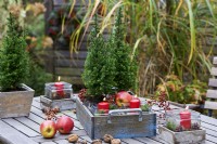 Table arrangement of Picea glauca 'Conica' in a wooden box and surrounded by red apples and candles