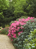 Rhododendron japonica - Azelea bordering shingle driveway
